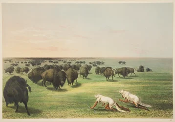 Indians Hunting the Buffalo Under a Wolf-Skin Mask, from Illustrations of the Manners, Customs & Conditions of the North American Indians, London, 1845